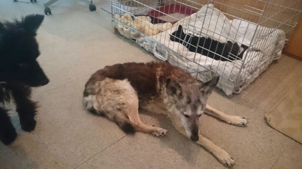 Gertrud und Betti nach Zahn-OP